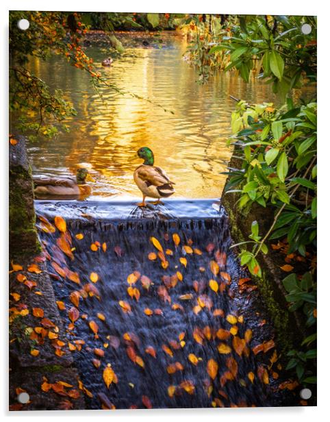 Vibrant Autumn Reflections Acrylic by DAVID FRANCIS