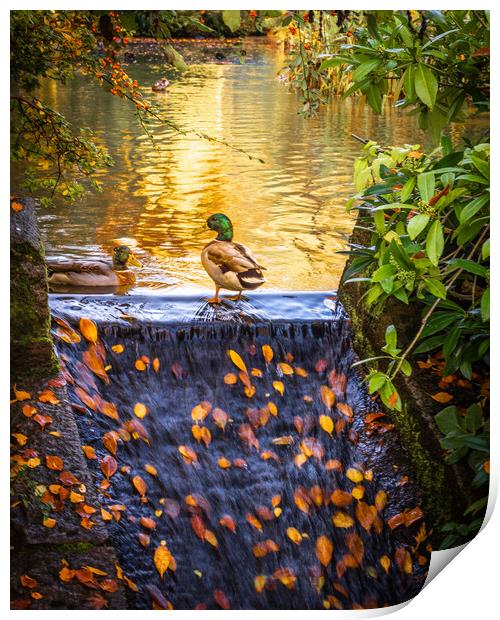 Vibrant Autumn Reflections Print by DAVID FRANCIS