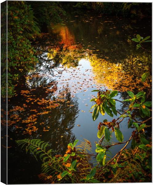 A Kaleidoscope of Autumn Colours Canvas Print by DAVID FRANCIS