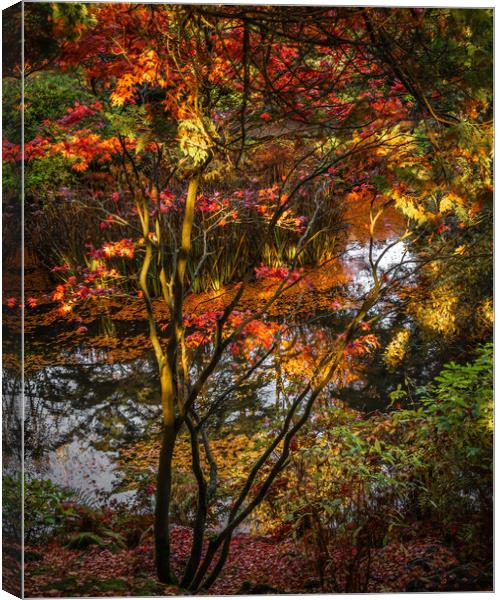 Tranquil Autumn Reflections Canvas Print by DAVID FRANCIS