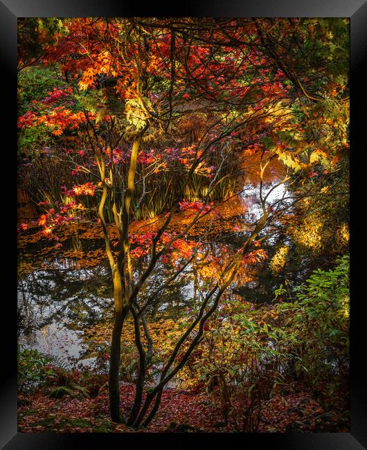 Tranquil Autumn Reflections Framed Print by DAVID FRANCIS