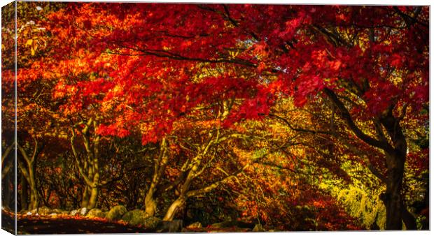 Serene Autumn Oasis Canvas Print by DAVID FRANCIS