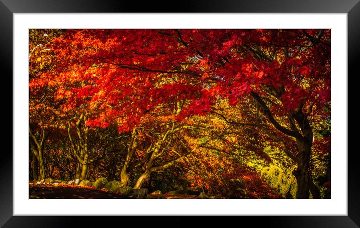 Serene Autumn Oasis Framed Mounted Print by DAVID FRANCIS