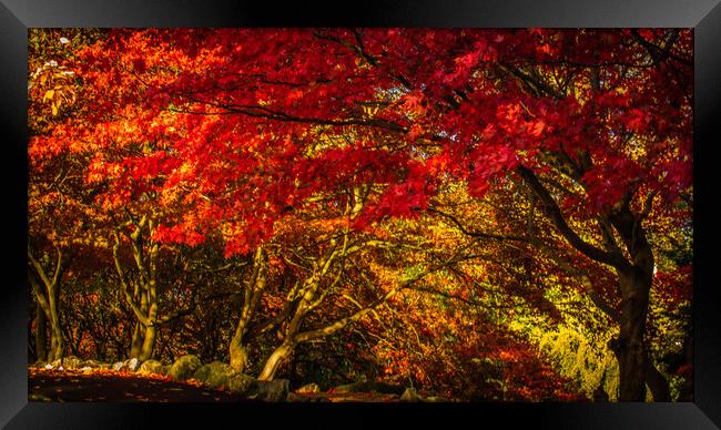 Serene Autumn Oasis Framed Print by DAVID FRANCIS