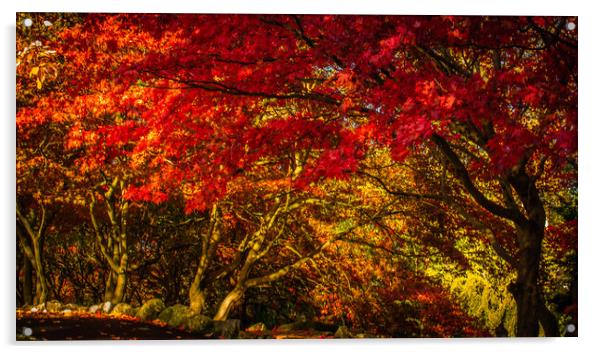 Serene Autumn Oasis Acrylic by DAVID FRANCIS