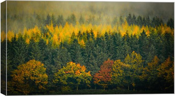 Enchanting Autumn Mist Canvas Print by DAVID FRANCIS
