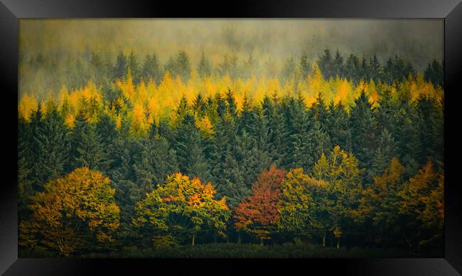 Enchanting Autumn Mist Framed Print by DAVID FRANCIS