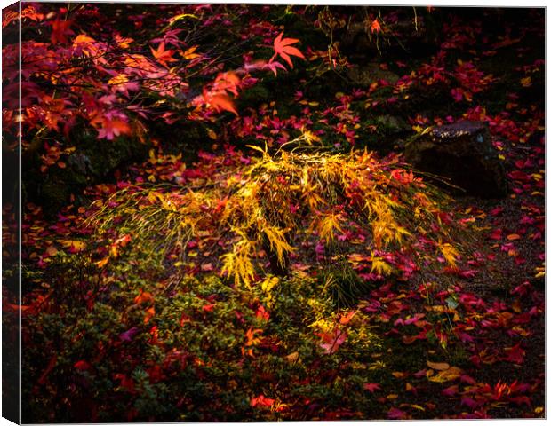 A Symphony of Autumn Colors Canvas Print by DAVID FRANCIS