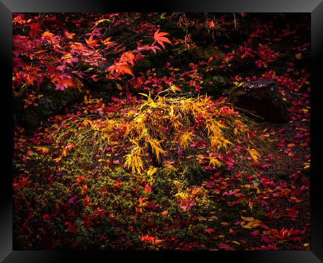 A Symphony of Autumn Colors Framed Print by DAVID FRANCIS