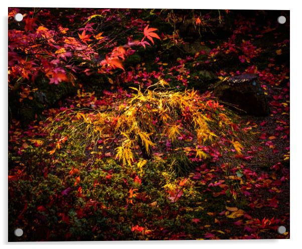 A Symphony of Autumn Colors Acrylic by DAVID FRANCIS