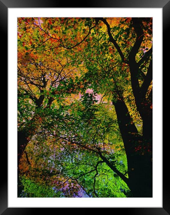 Autumn leaves  Framed Mounted Print by Rachael Smith