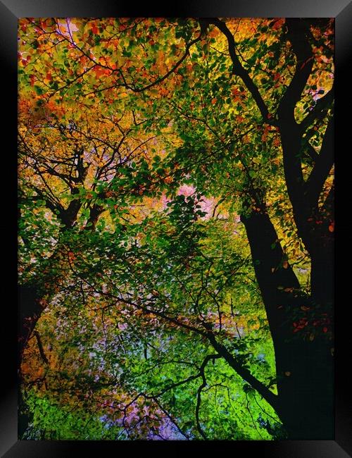 Autumn leaves  Framed Print by Rachael Smith