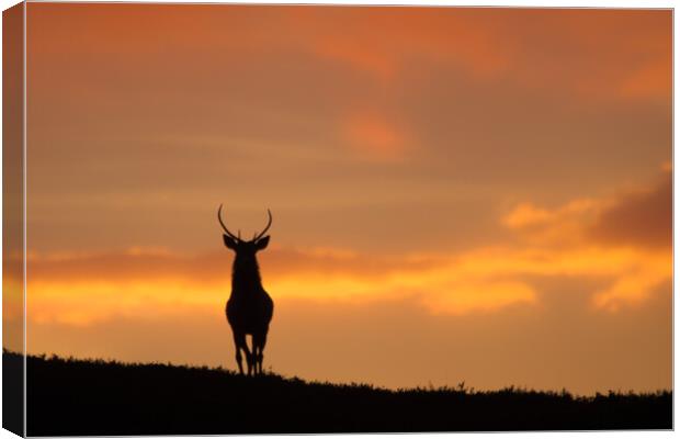 Stag Silhouette  Canvas Print by Macrae Images