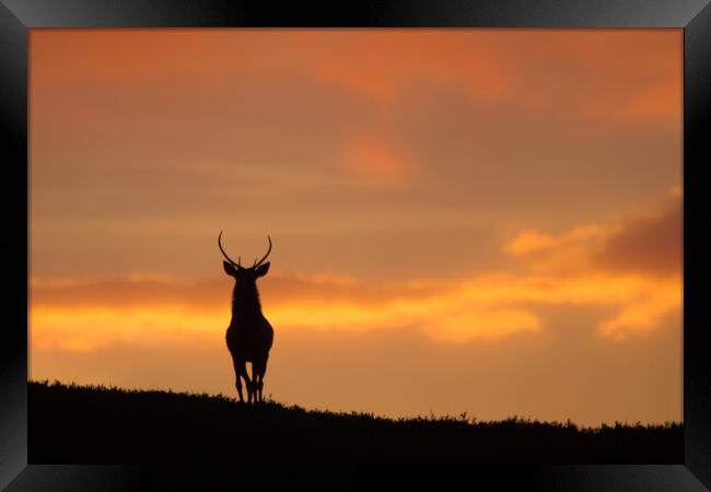 Stag Silhouette  Framed Print by Macrae Images