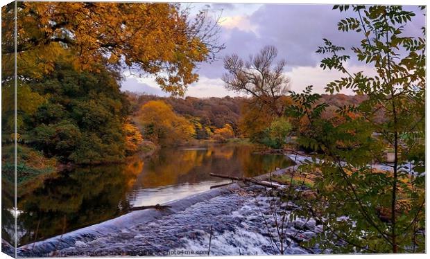 Whalley Weir, Autumn Canvas Print by Michele Davis