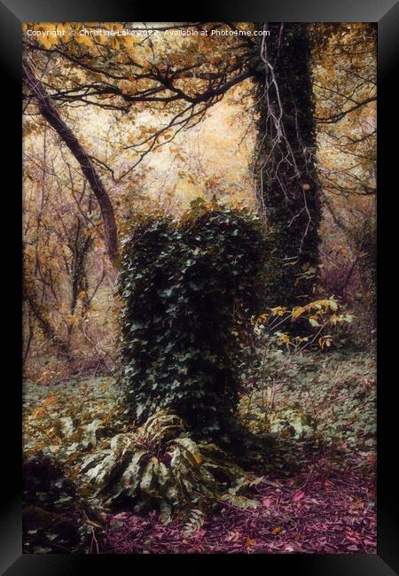Forest Magic Framed Print by Christine Lake