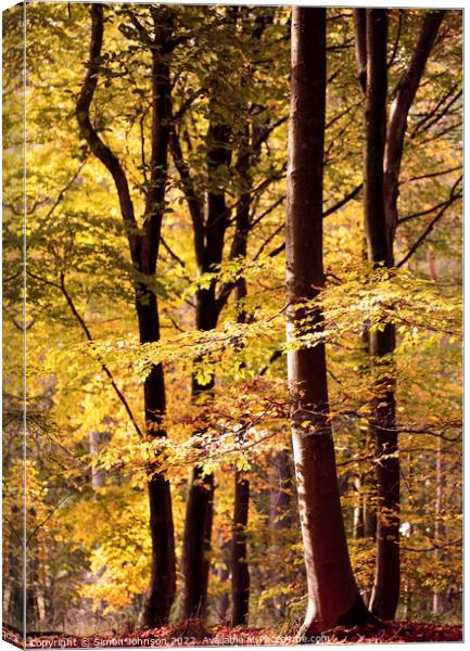 Sunlit Beech trees Canvas Print by Simon Johnson