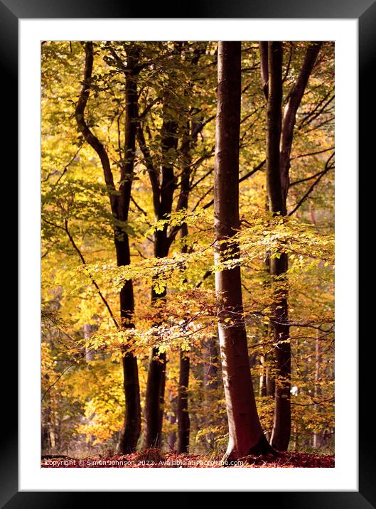 Sunlit Beech trees Framed Mounted Print by Simon Johnson