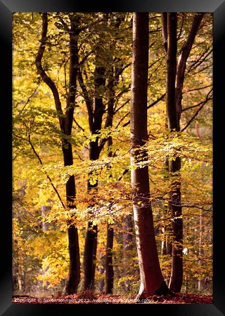 Sunlit Beech trees Framed Print by Simon Johnson