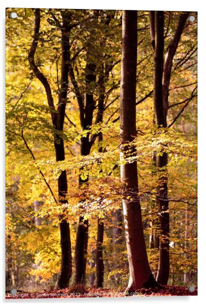 Sunlit Beech trees Acrylic by Simon Johnson