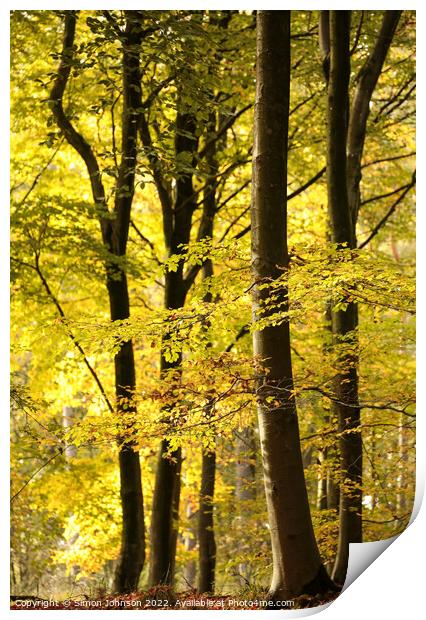 Sunlit Woodland Autumn Print by Simon Johnson