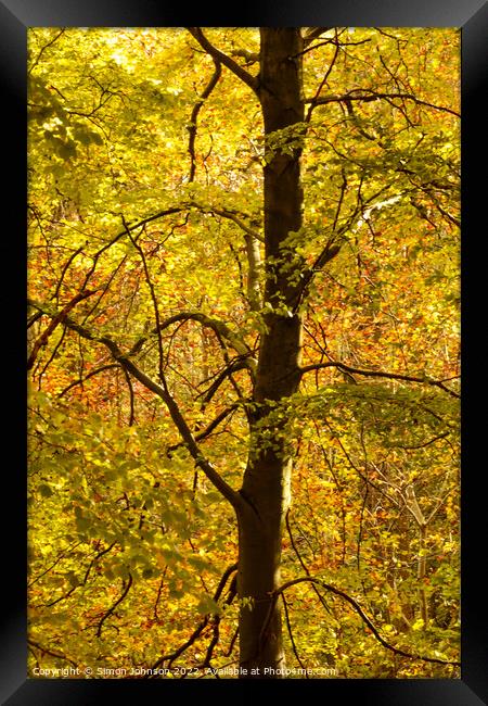Beech Tree Profile In ASutumn Framed Print by Simon Johnson