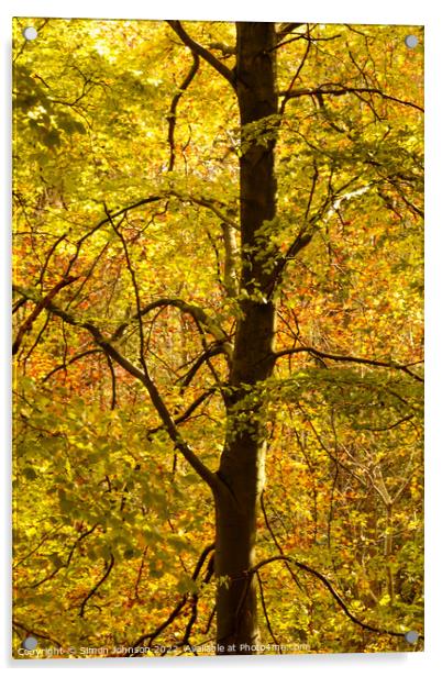 Beech Tree Profile In ASutumn Acrylic by Simon Johnson