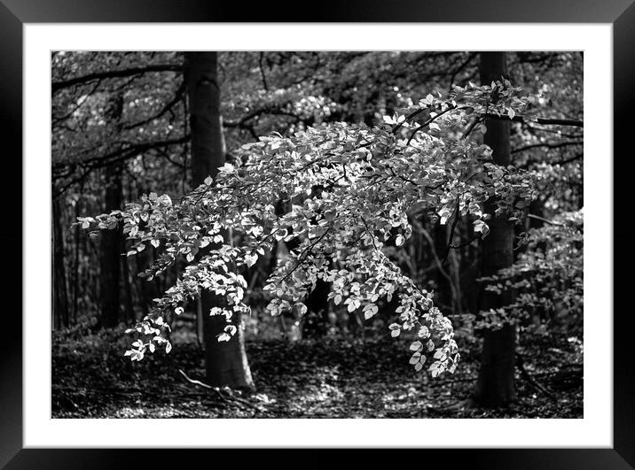 A group of people standing in a garden Framed Mounted Print by Simon Johnson