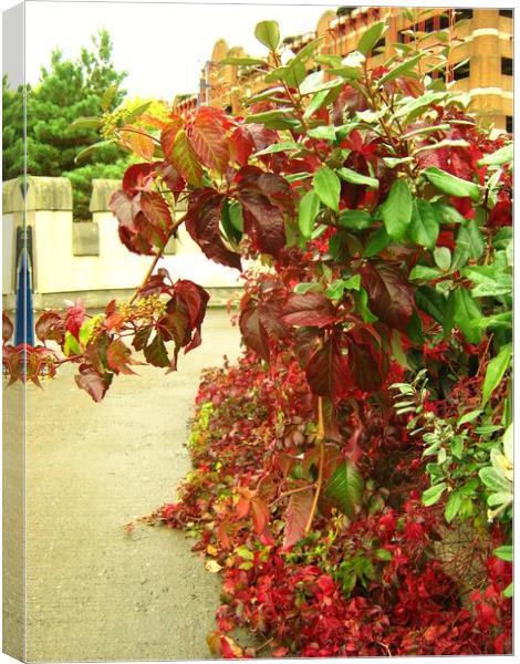 Virginia Creeper, Parthenocissus). Canvas Print by Heather Goodwin