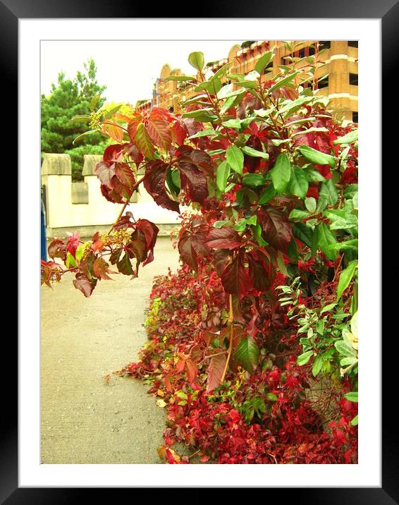 Virginia Creeper, Parthenocissus). Framed Mounted Print by Heather Goodwin