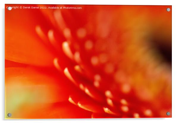 Flower Abstract Acrylic by Derek Daniel