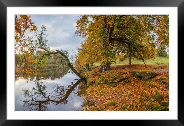 Autumnal colours along the River Wharfe Framed Mounted Print by Jason Wells