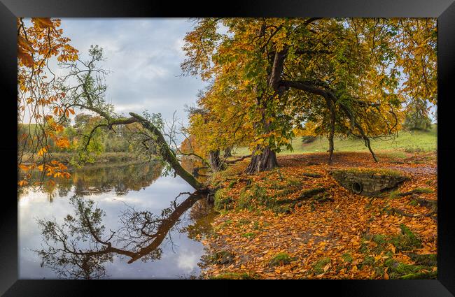 Autumnal colours along the River Wharfe Framed Print by Jason Wells