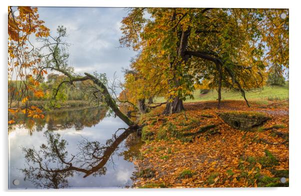 Autumnal colours along the River Wharfe Acrylic by Jason Wells
