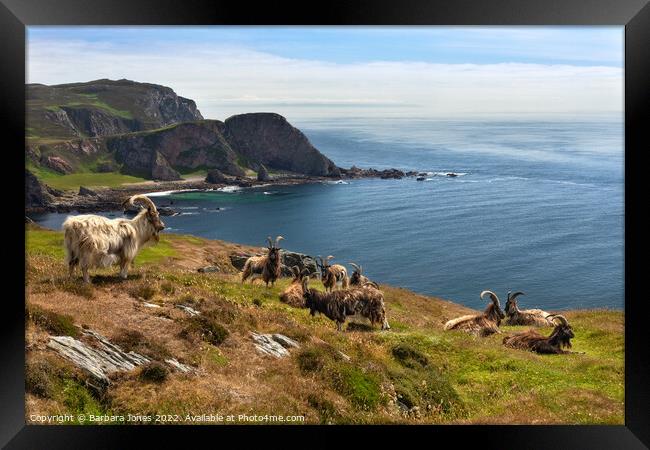 The Oa Nature Reserve, Wild Goats Islay, Scotland Framed Print by Barbara Jones