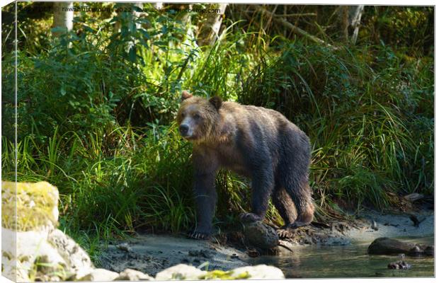 Wild Grizzly At Bute Inlet Canvas Print by rawshutterbug 