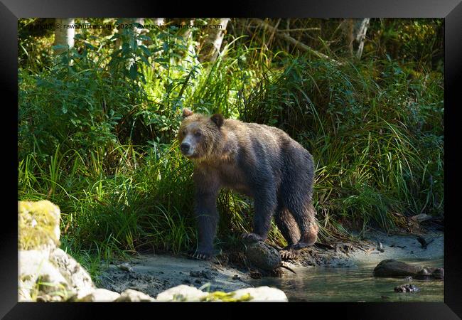 Wild Grizzly At Bute Inlet Framed Print by rawshutterbug 