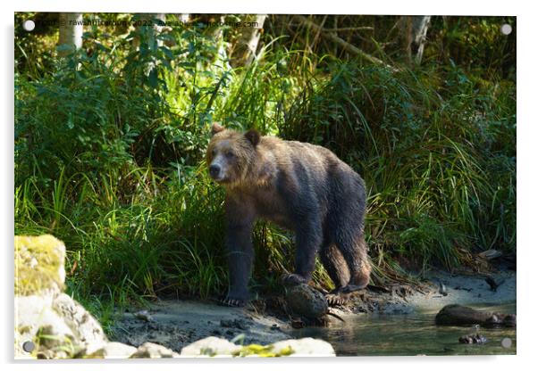 Wild Grizzly At Bute Inlet Acrylic by rawshutterbug 