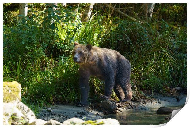 Wild Grizzly At Bute Inlet Print by rawshutterbug 