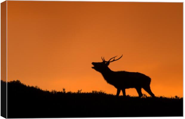Roaring Stag Canvas Print by Macrae Images