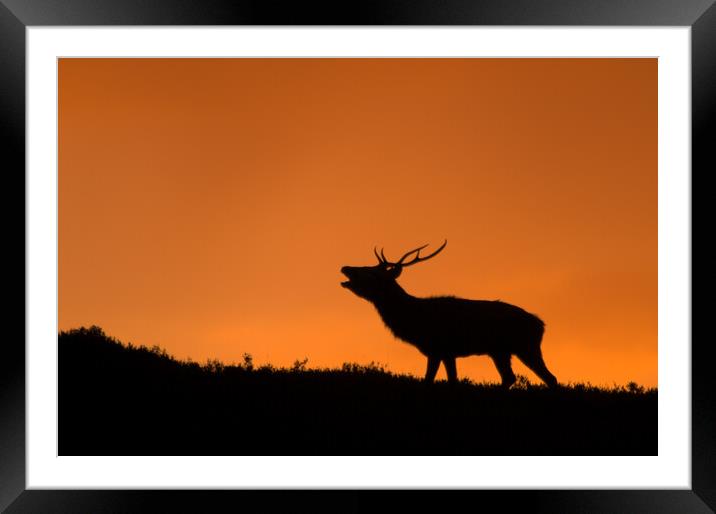 Roaring Stag Framed Mounted Print by Macrae Images