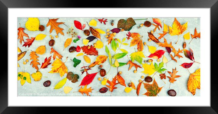 Herbarium, collection of autumn leaves Framed Mounted Print by Mykola Lunov Mykola
