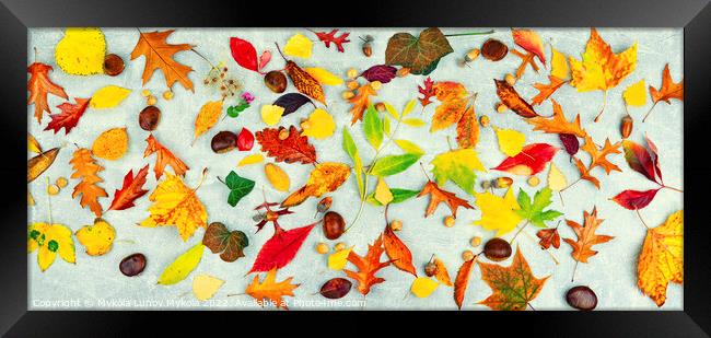 Herbarium, collection of autumn leaves Framed Print by Mykola Lunov Mykola