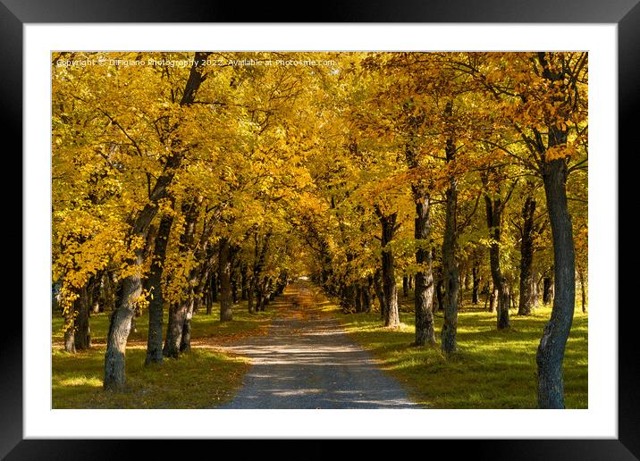 Deta Forest Lane Framed Mounted Print by DiFigiano Photography