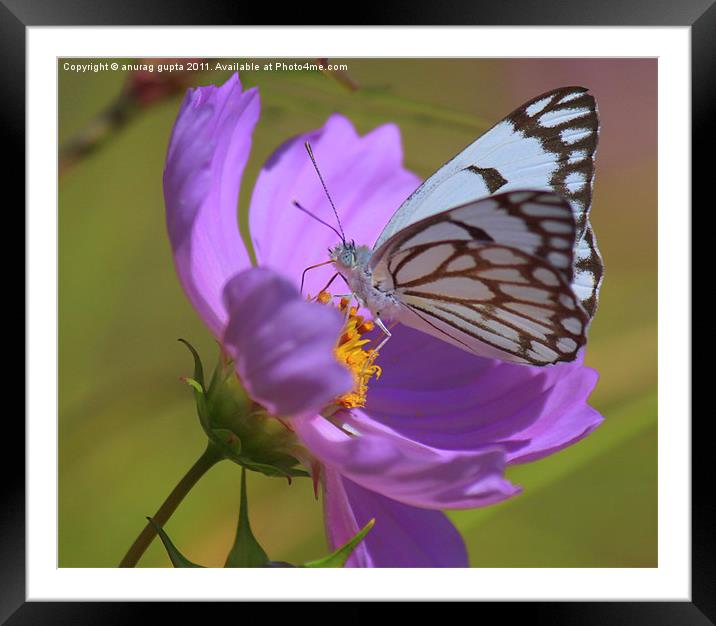 gorgeous white butterfly Framed Mounted Print by anurag gupta