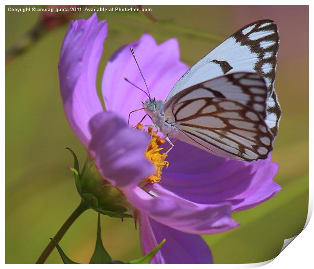 gorgeous white butterfly Print by anurag gupta