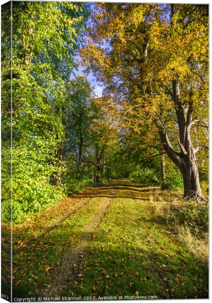 Autumn colours along a path through the woodland. Canvas Print by Michael Shannon