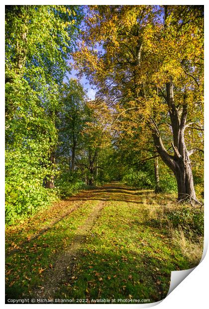 Autumn colours along a path through the woodland. Print by Michael Shannon