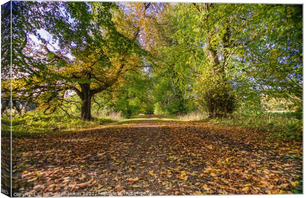 Woodland Walk in Autumn along a tree lined avenue Canvas Print by Michael Shannon