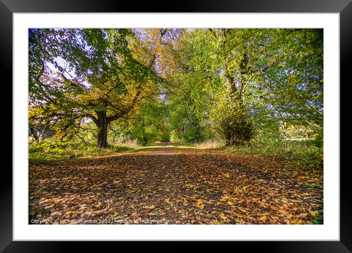 Woodland Walk in Autumn along a tree lined avenue Framed Mounted Print by Michael Shannon